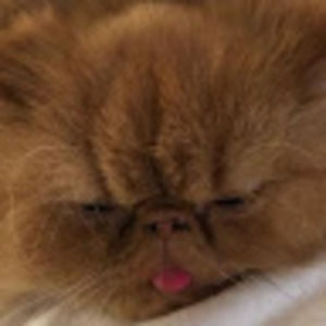 Meet your Posher, Child of god